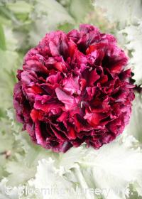 Papaver somniferum var. paeoniflorum 'Black Peony'